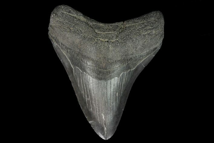 Fossil Megalodon Tooth - South Carolina #127740